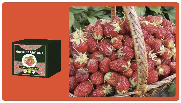 Home Berry Box Kāds ir produkta sastāvs